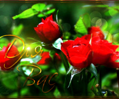 Красные розы для Вас! - с цветами