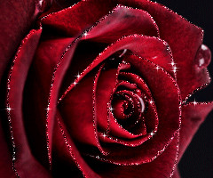 Бордовая роза - с цветами