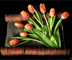Тюльпаны - с цветами