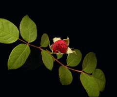 Роза распускается - с цветами