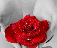 Красная роза в ладонях - с цветами
