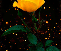 Желтая роза с Любовью! - с цветами