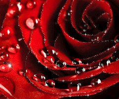 Красная роза с капельками росы - с цветами