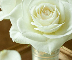 Белая роза - с цветами