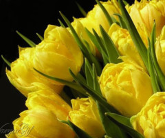 Жёлтые тюльпаны - с цветами