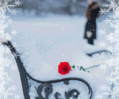 Роза на снегу - зима