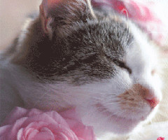 Котенок с розами - с добрым утром