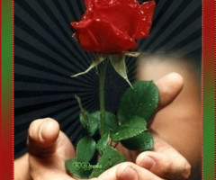 Красная роза для тебя!